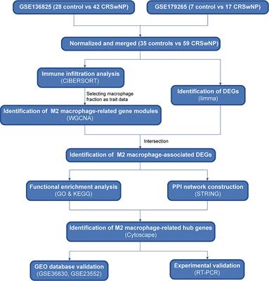 M2 macrophage-related gene signature in chronic rhinosinusitis with nasal polyps